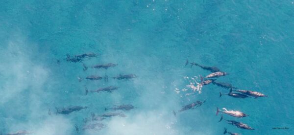Birds eye view of dolphin pod swimming in blue water
