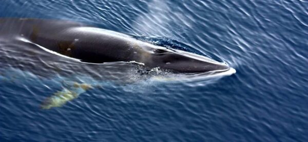 Whale on top of deep blue water blowing air