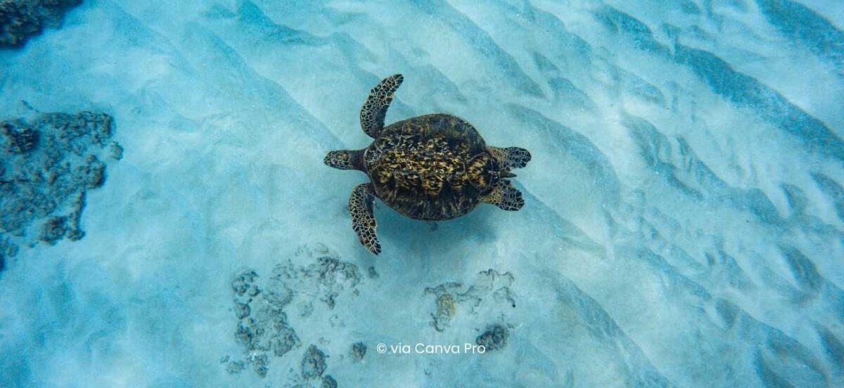 Good news for marine life: 4 stories that signal the tide is turning