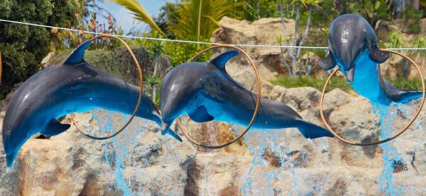 Two-dolphins-are-mid-air-jumping-at-a-captviity-park