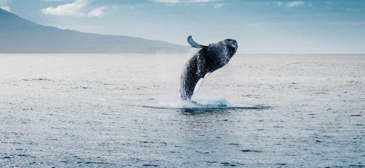 Whale jumping of of the ocean. The ocean is a grey and the sky is light blue