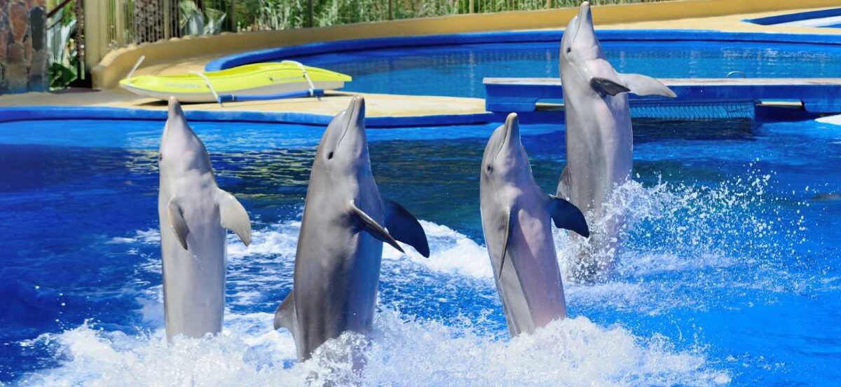 4 dolphins standing on their tail on surface of water in captivity