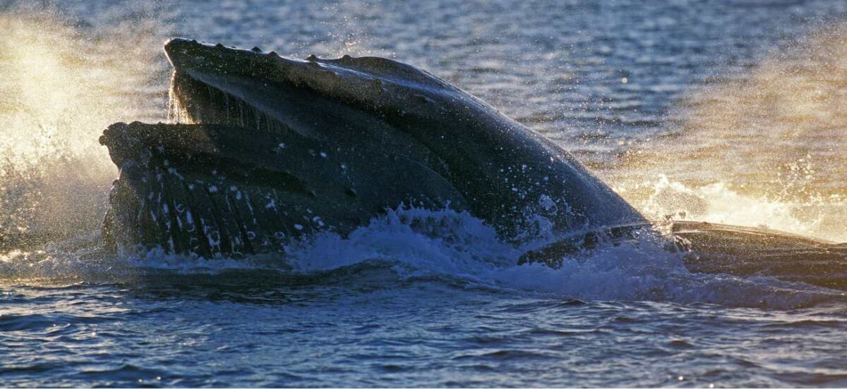 Whales coming out of ocean