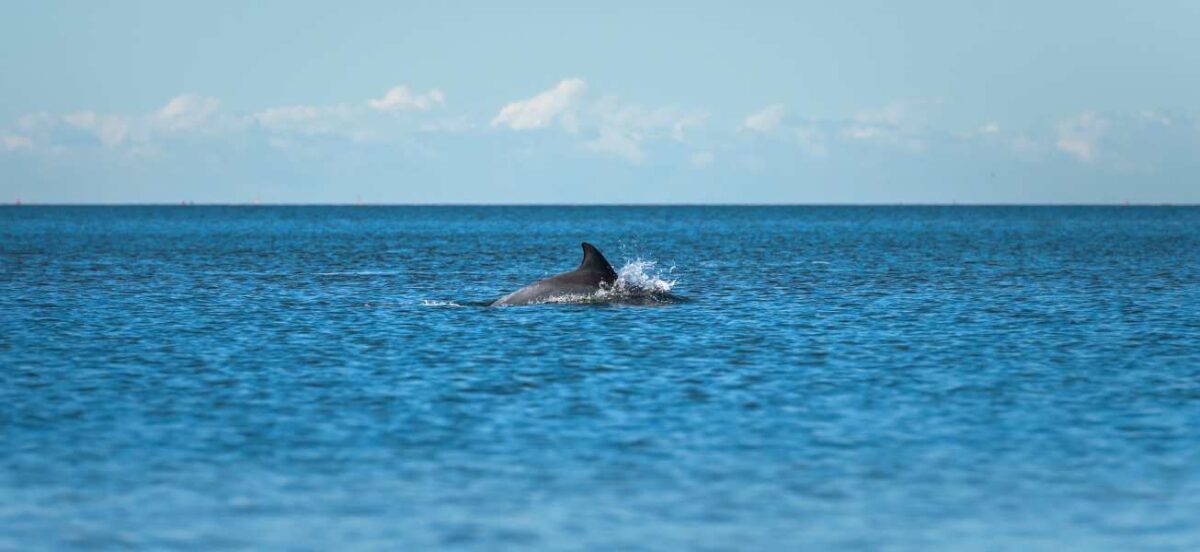 Dolphin in the distance on a blue ocean