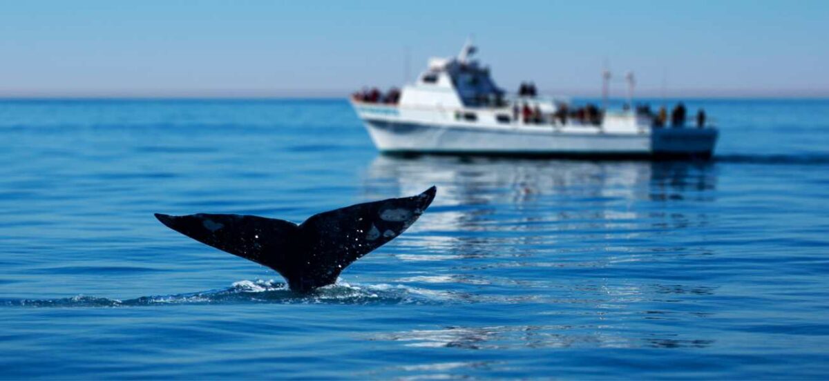 Whale tail sticking out of the ocean water with a boat in the background