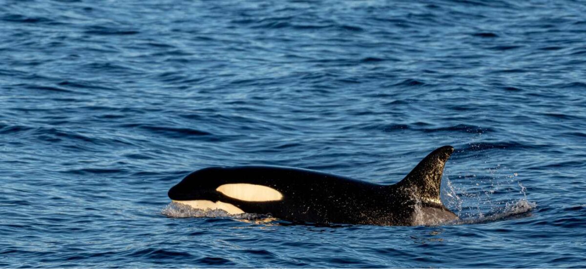 Orca swimming on surface of ocean