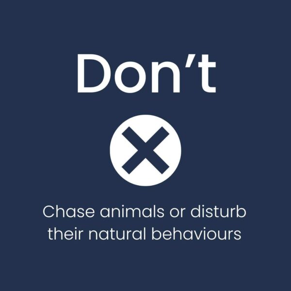 whale-watching-dont-chase-animals-or-disturb-their-habitat