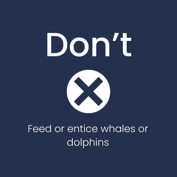 whale-watching-dont-feed-them