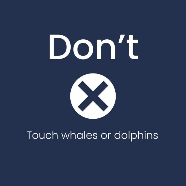 whale-watching-dont-touch-them.