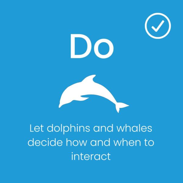 whale-watching-let-them-decide-how-they-want-to-approach-you