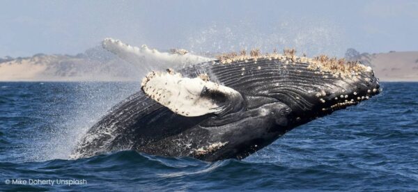 Humpback whale breaching