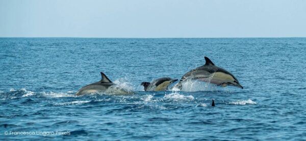 Pod of dolphins jumping through mostly calm ocean