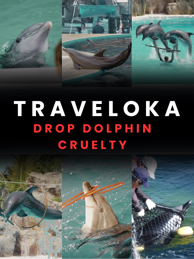 Traveloka is promoting dolphin cruelty and we’re calling them out
