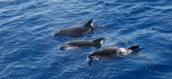 Whale-watching-3-dolphins-on-surface-of-water