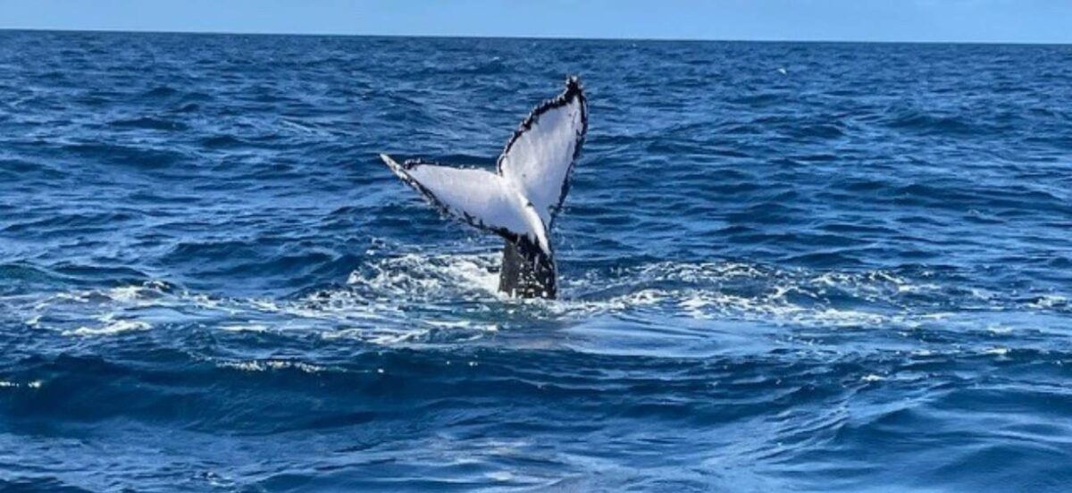 Australia’s new dolphin and whale watching guide is here – and it’s bigger and better than ever