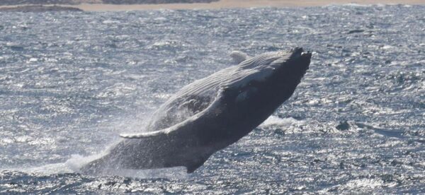Whale-watching-whale-jumping-out-of-ocean