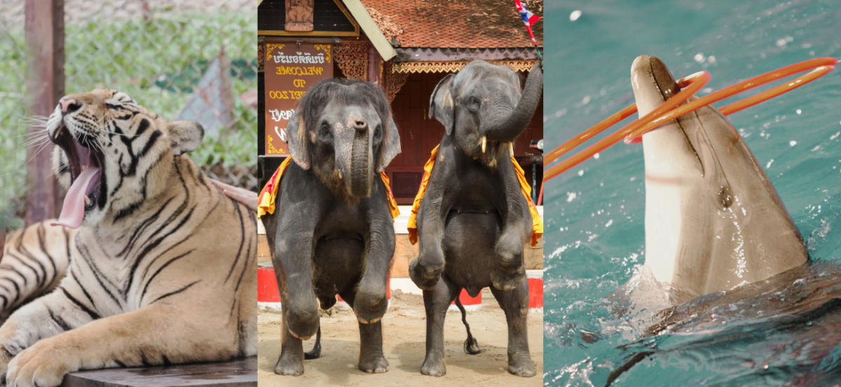Traveloka is promoting dolphin cruelty – and we’re calling them out