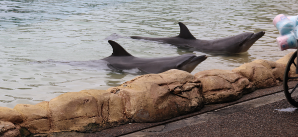 Two dolphins wait near edge of pool captivity