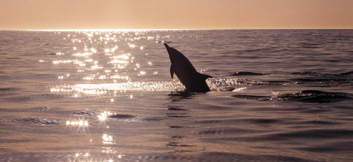 A year of impact: How we fought for dolphins and challenged industries