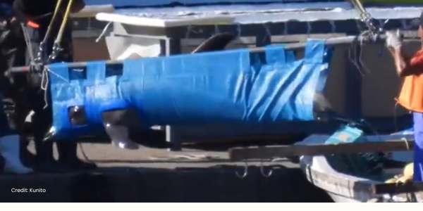 Dolphin being transported from Taiji
