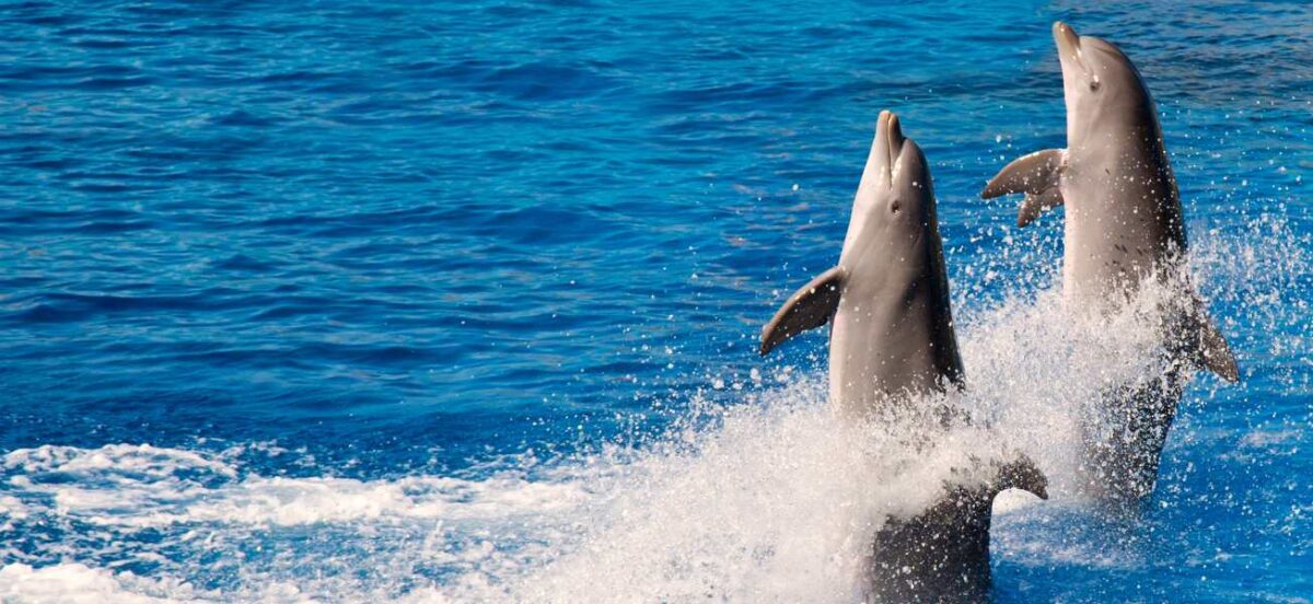 Mexico ends dolphin breeding and introduces reforms for dolphins in captivity