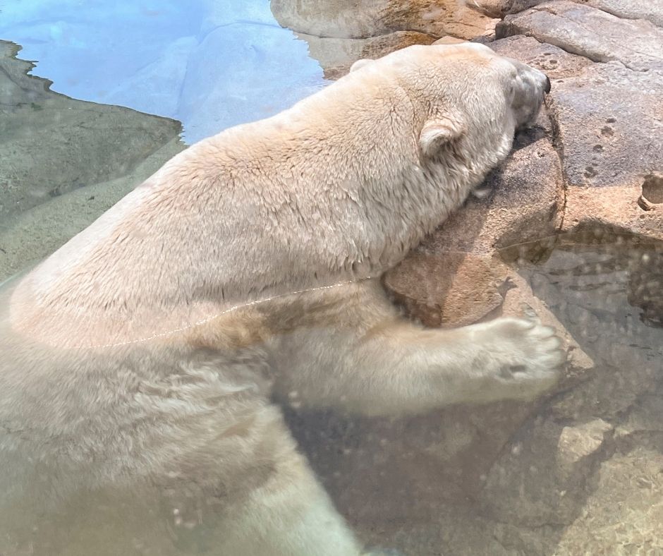 A close-up overhead shot of a polar bear resting its head against a rock at the shallow edge of a pool, with its body partially submerged in clear water.