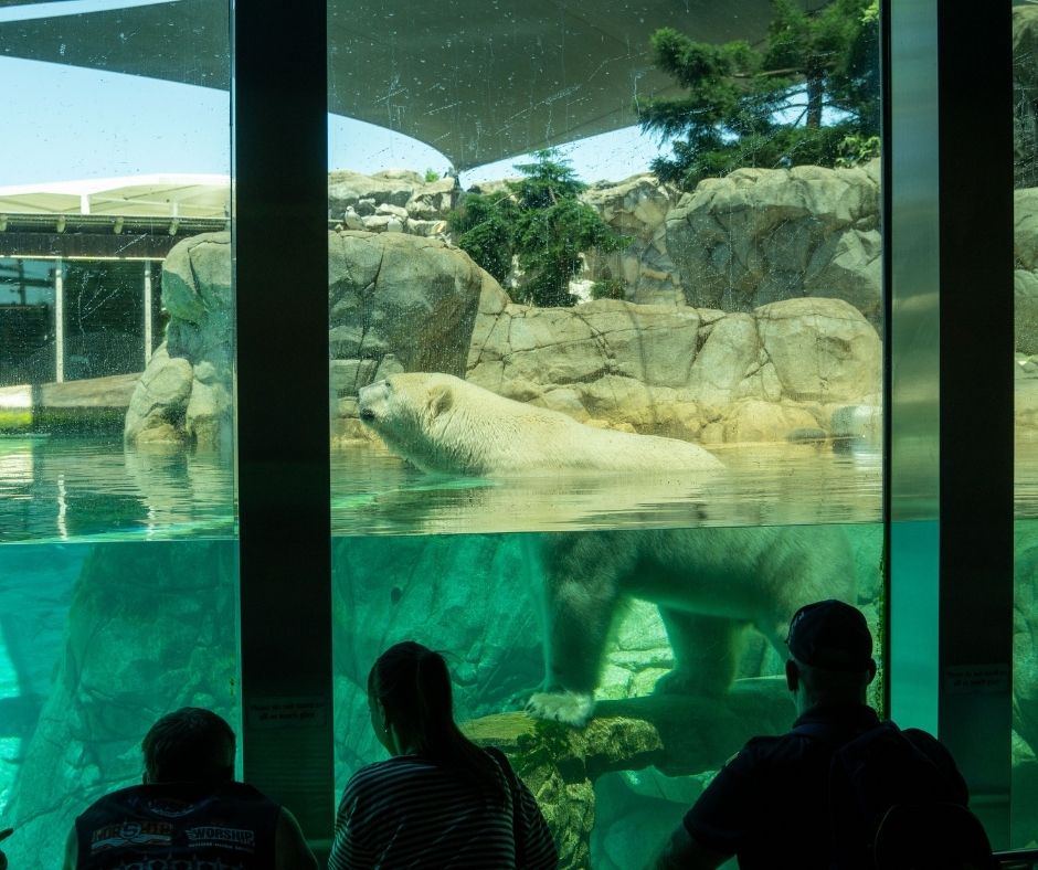 Visitors watch a polar bear wading at the water's surface through a large floor-to-ceiling glass viewing panel at the Sea World polar bear enclosure. The enclosure features rocky terrain, green trees, and a turquoise pool.