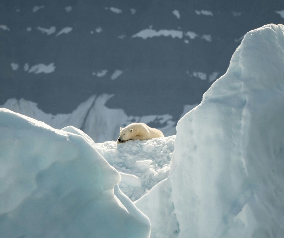 A polar bear rests on packed snow between large ice formations, photographed from a distance in a remote Arctic landscape