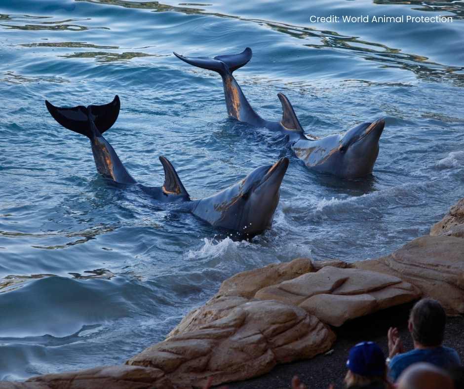 Two dolphins are seen performing a 