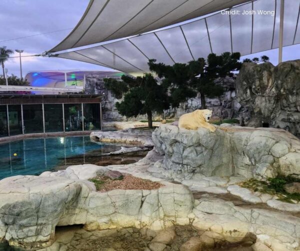 img-brd A wide shot of a polar bear exhibit featuring a large, white polar bear resting on an artificial rock formation. The enclosure includes a pool of water, artificial rock walls, a few trees, and large white shade sails overhead.