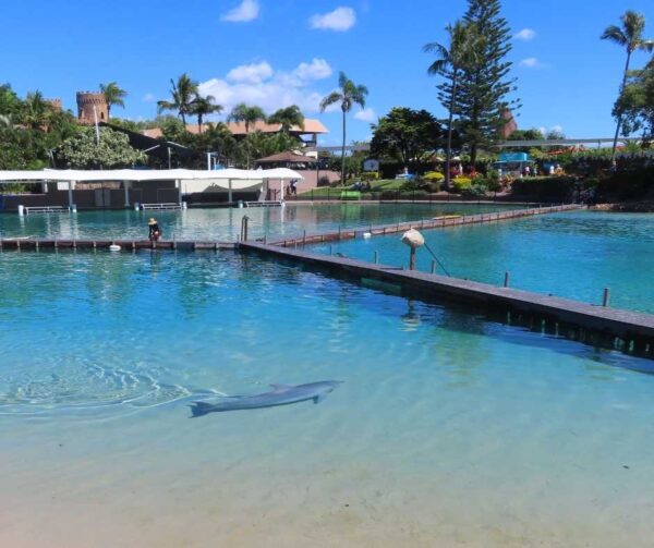 A wide shot of a turquoise outdoor lagoon at a marine park where a single dolphin swims alone in the foreground. The pool is divided by wooden walkways, and the background features palm trees, park buildings, and blue sky, with little to no environmental enrichment.