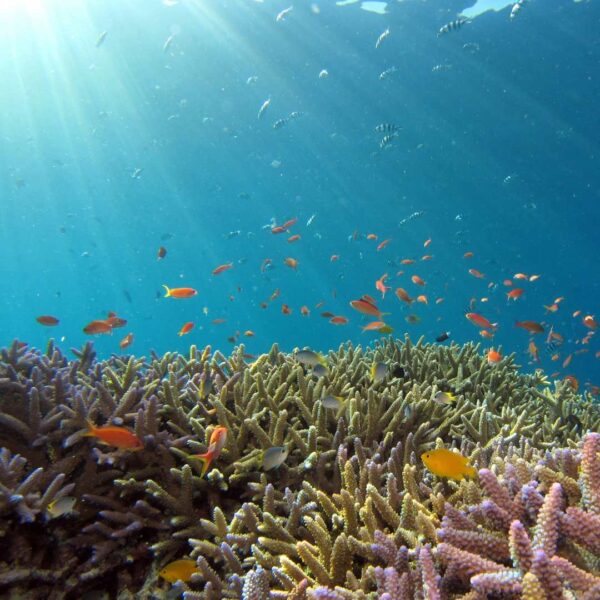 Yellow and orange fish swimming around coral