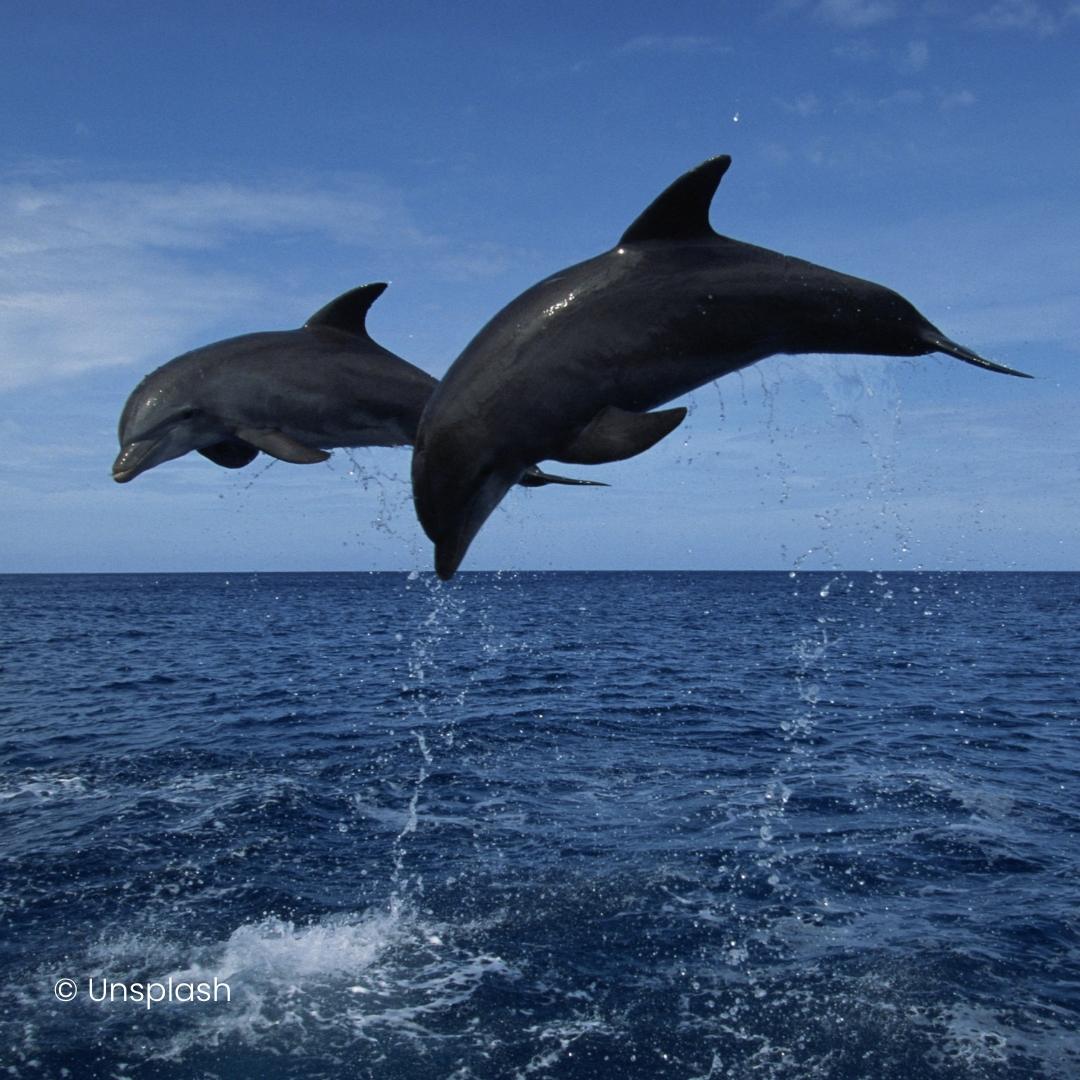 Bottlenose dolphin two jumping high out of the water