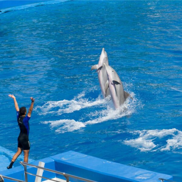 Two dolphins perform in a pool with a trainer directing them