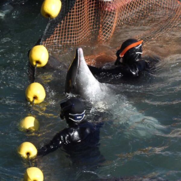 Dolphin caught behind net with two hunters in the water with them