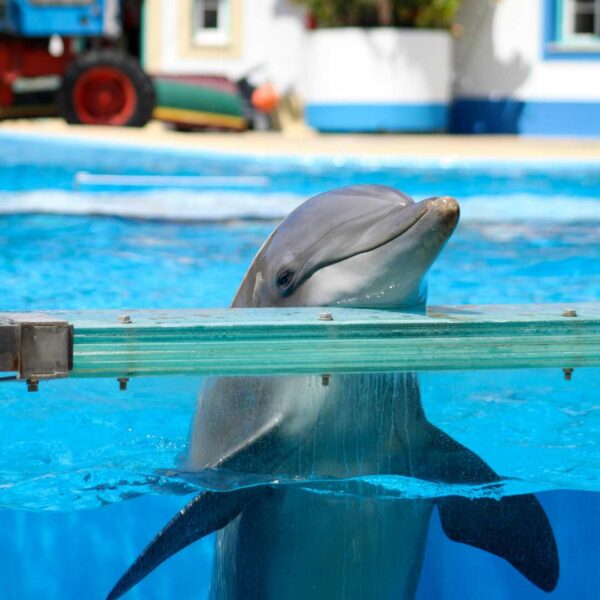 Dolphin resting chin on edge of captive tank