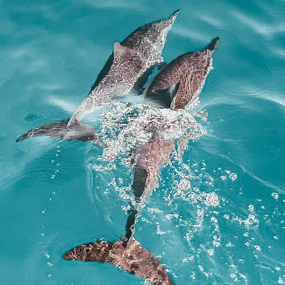 Two dolphins surface the water with a small splash