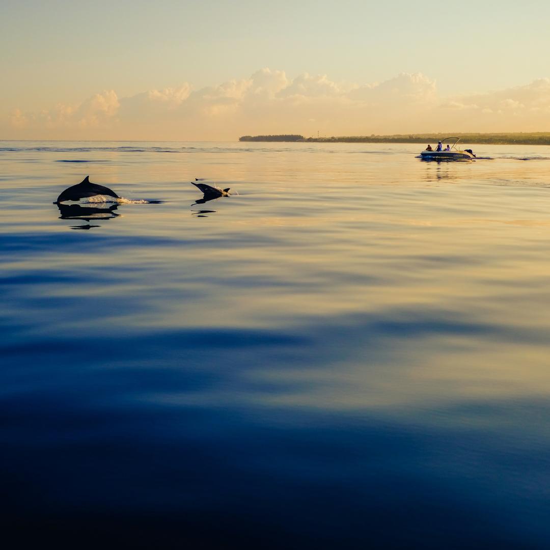 Two dolphins swim with a boat in the background at sunset