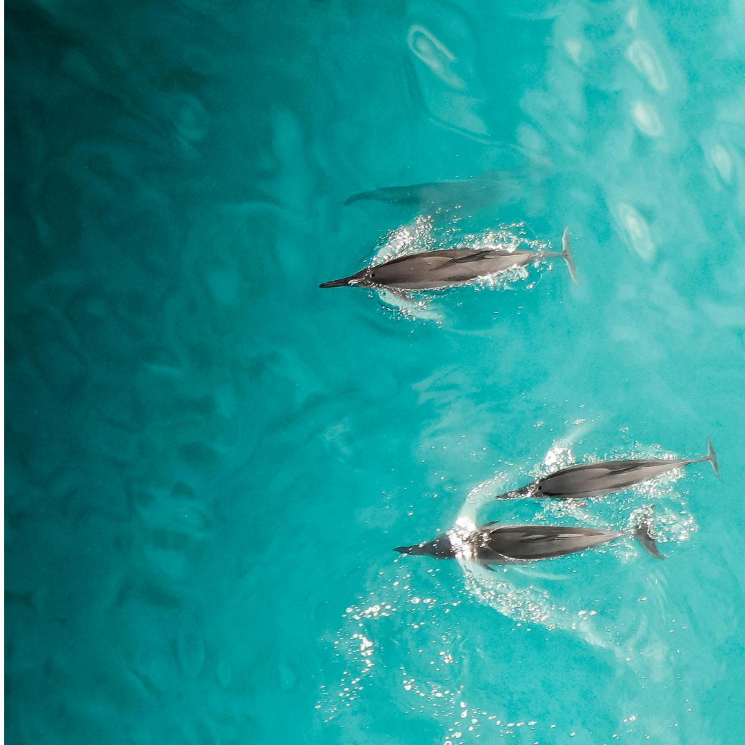 3 dolphins swim on the surface of bright blue water
