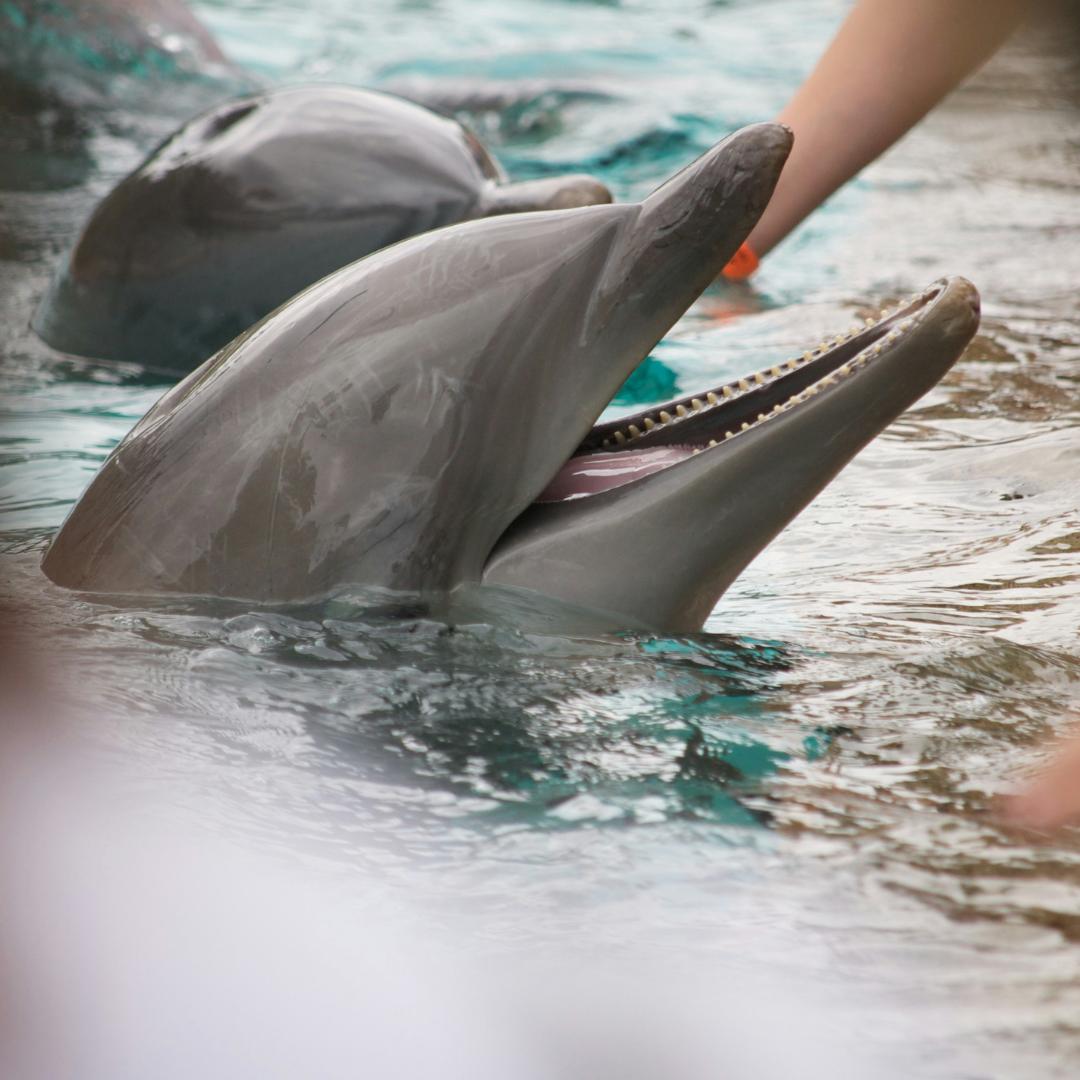 Dolphins poke their heads out of the water with a hand reaching down