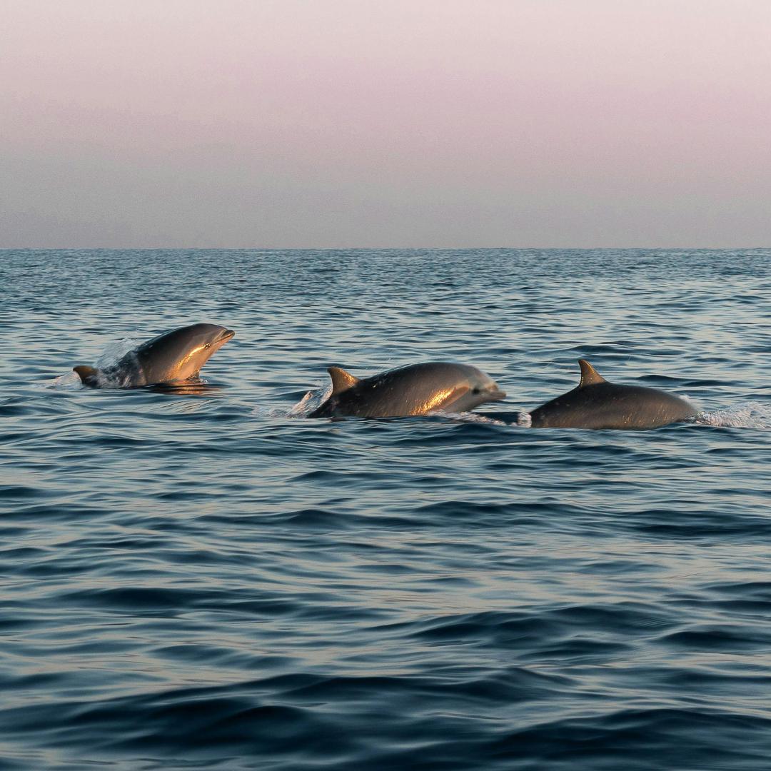 Three dolphins swim on the surface of the water with pink sky