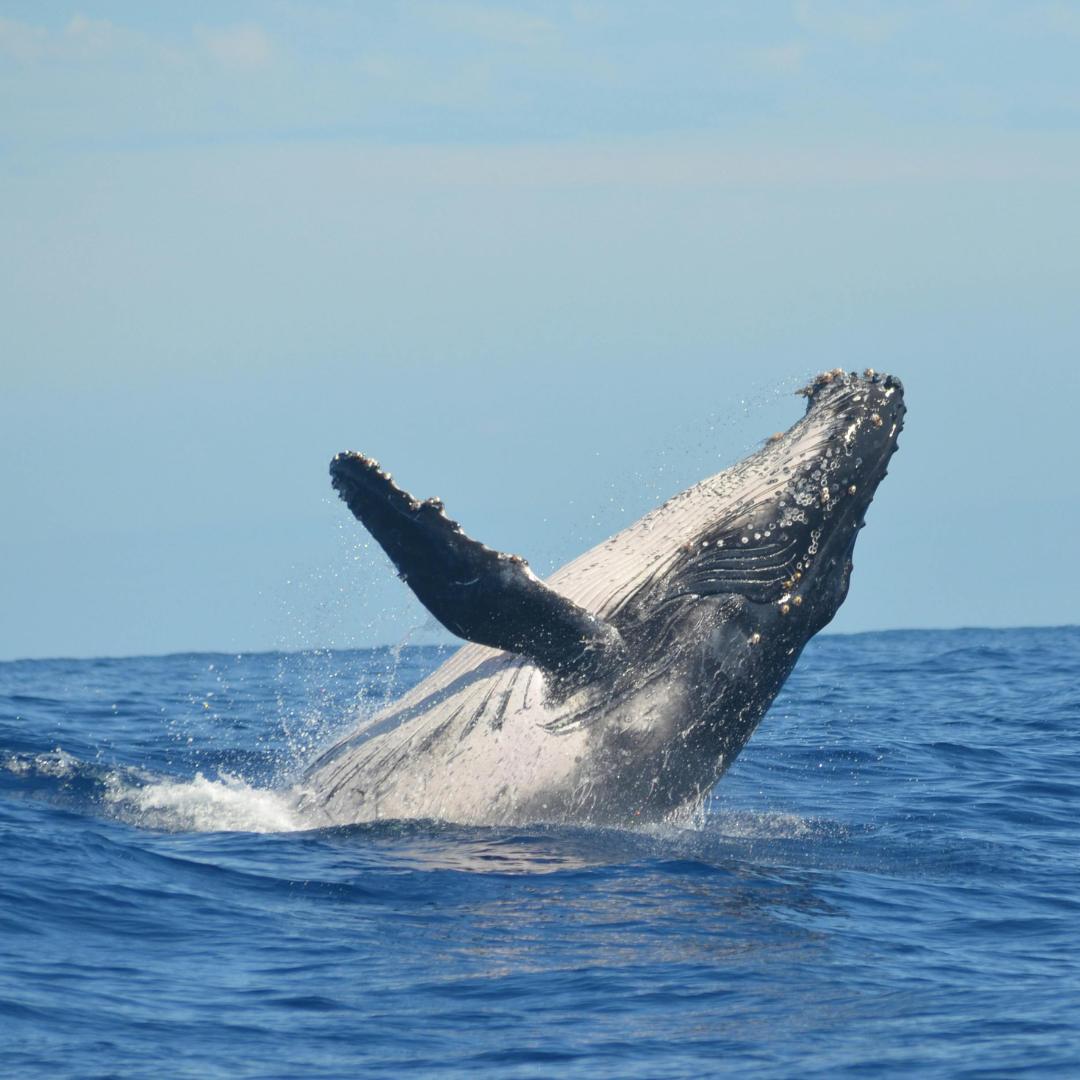 Whale breaches the water