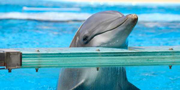 Dolphin resting chin on edge of captive tank