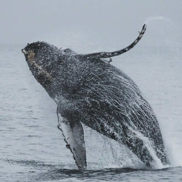 Humpback-whale-breaches-the-ocean-with-a-splash