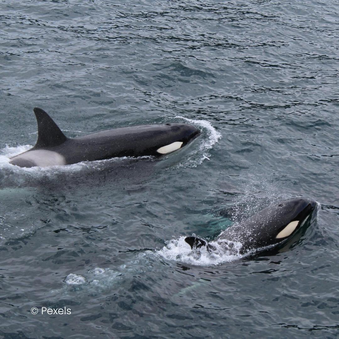 Two orcas glide along the surface of grey ocean