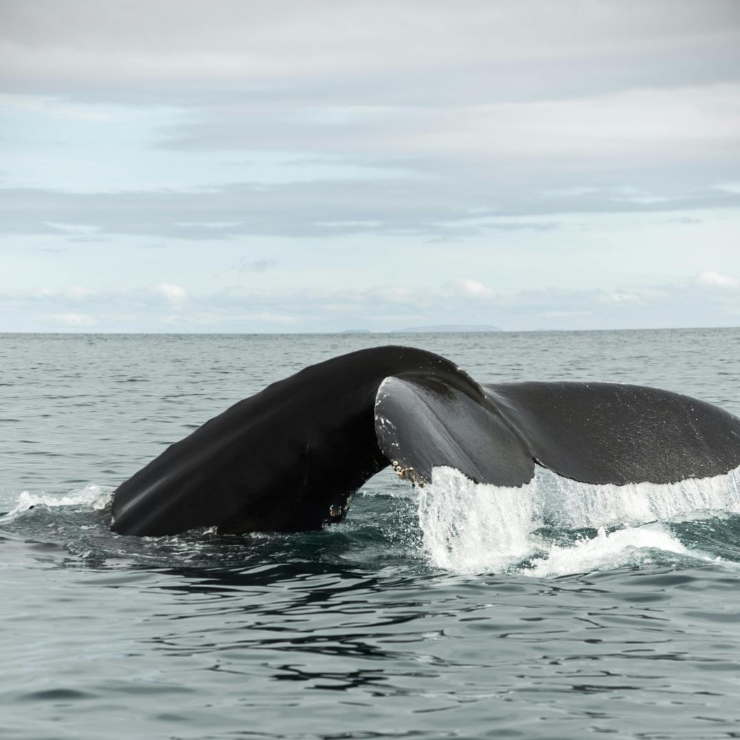 Whale lobtailing on a grey ocean