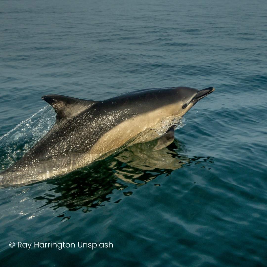 Common dolphin gliding across the surface of deep green and blue ocean