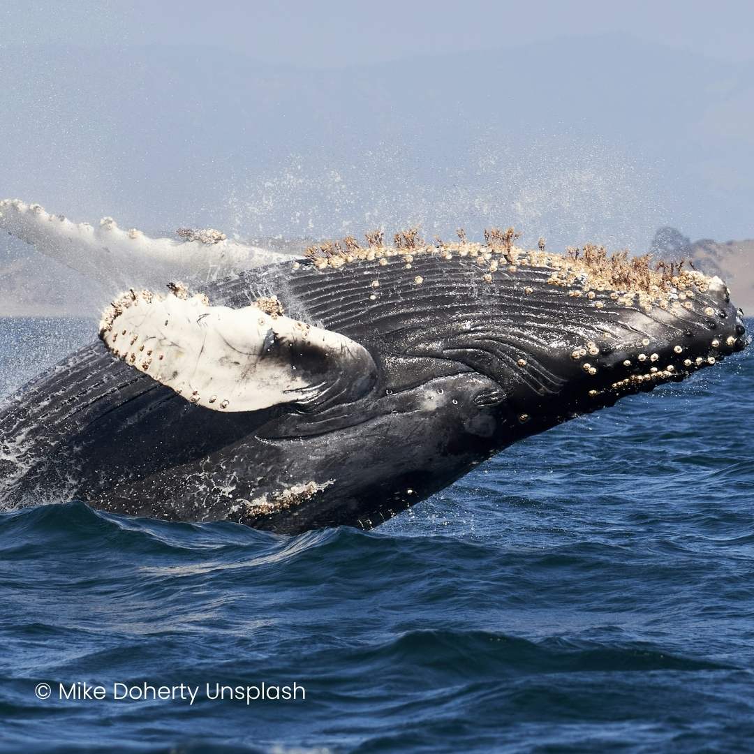 Humpback whale breaching whale watching