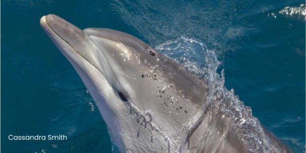 img-brd Dolphin looking at camera with head above water