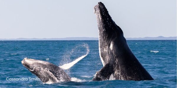 img-brd Humpback whale and calf breaching